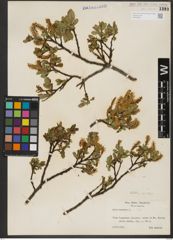 Foto von Salix hastata L.